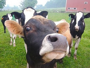 biodigester turns cow manure into methane gas