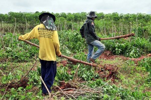 cassava harvesting near khorat 3np