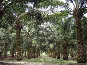 Malaysia Palm