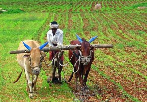 farming india food security green revolution photo