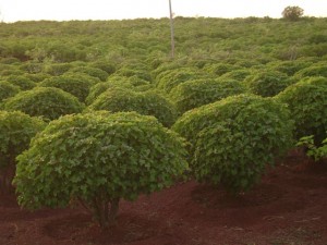 jatropha plantation
