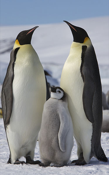 global-warming-penguins