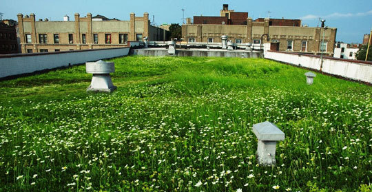 green roofs benefits