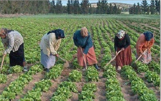 palestine-agriculture