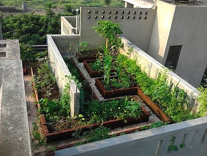grow your own food