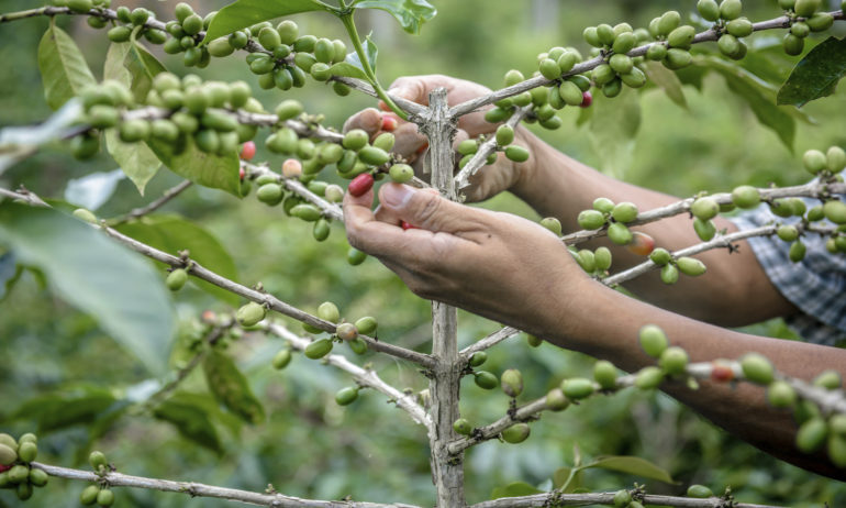 sustainable coffee