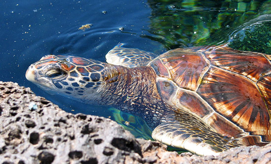 green sea turtle alaska