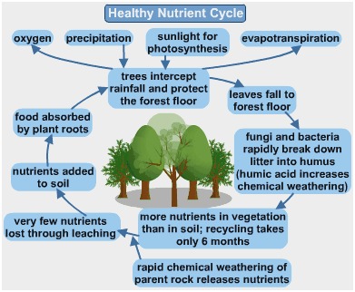 rainforest nutrient cycle