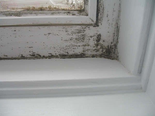 mold infected home