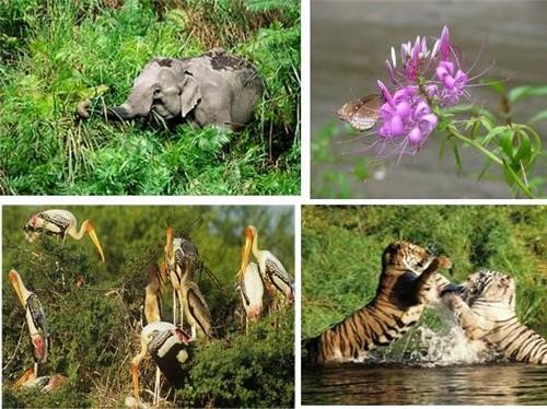 Flora And Fauna In Bihar