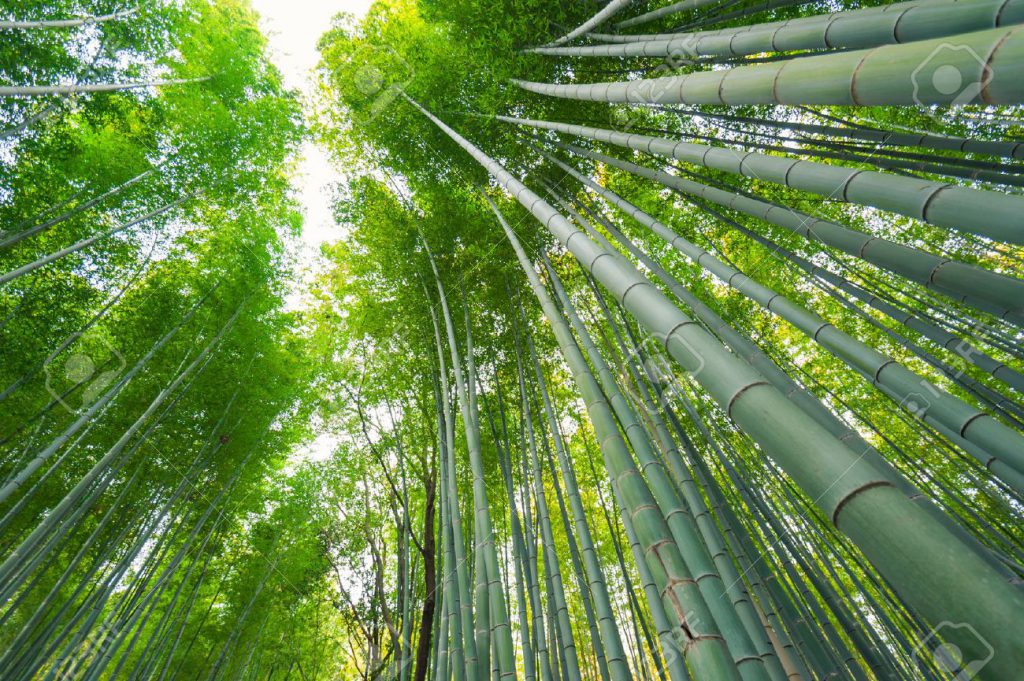 An Easy Guide On How To Use Bamboo Plant