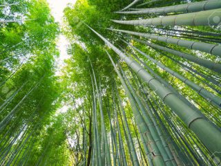 bamboo-packaging