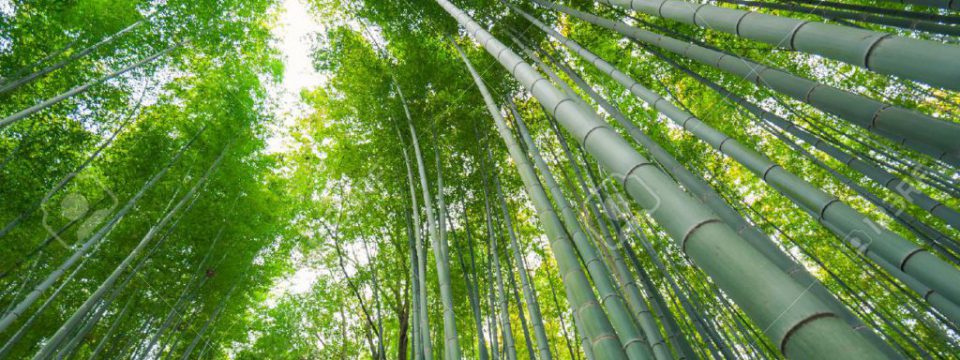 bamboo-packaging