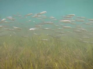 seagrass marine wildlife