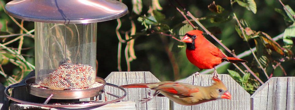 cardinal-bird-feeder