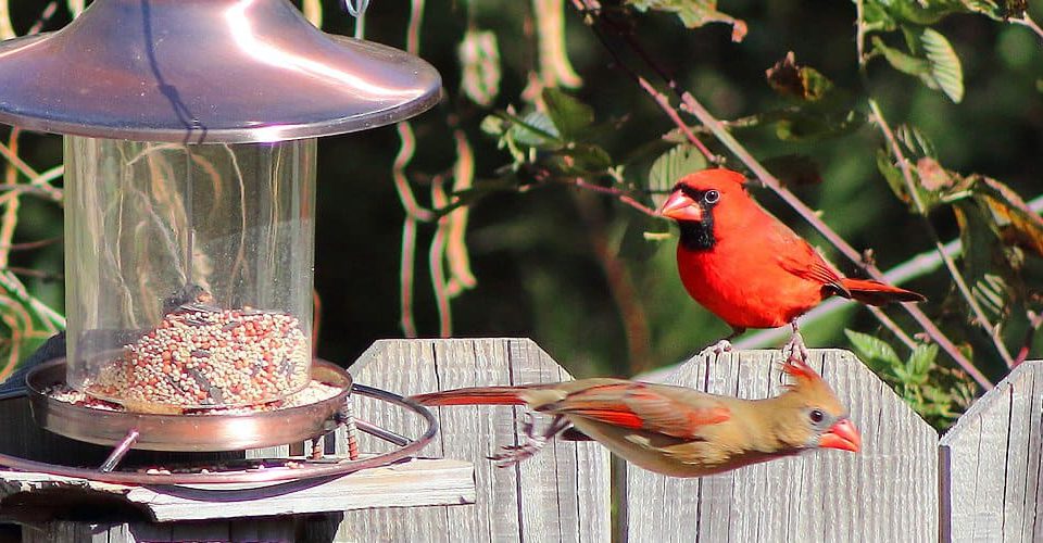 cardinal-bird-feeder