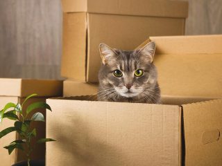 pets-home-relocation-tips