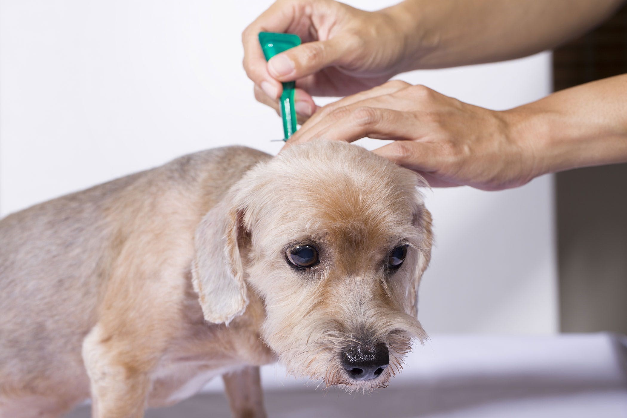 The Best Dog Home Remedies For Fleas