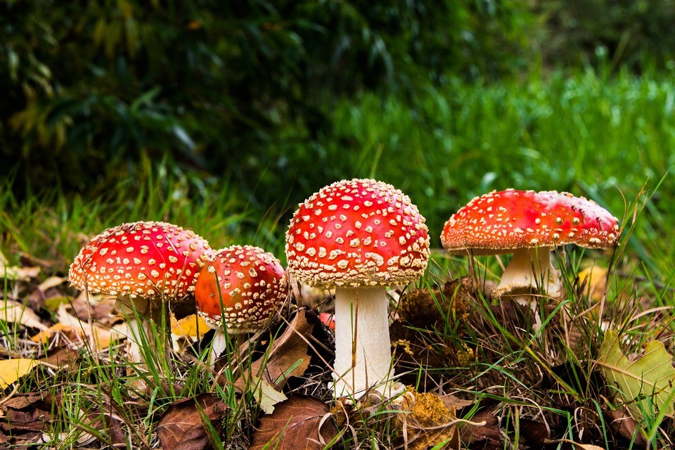 mushroom-health-benefits