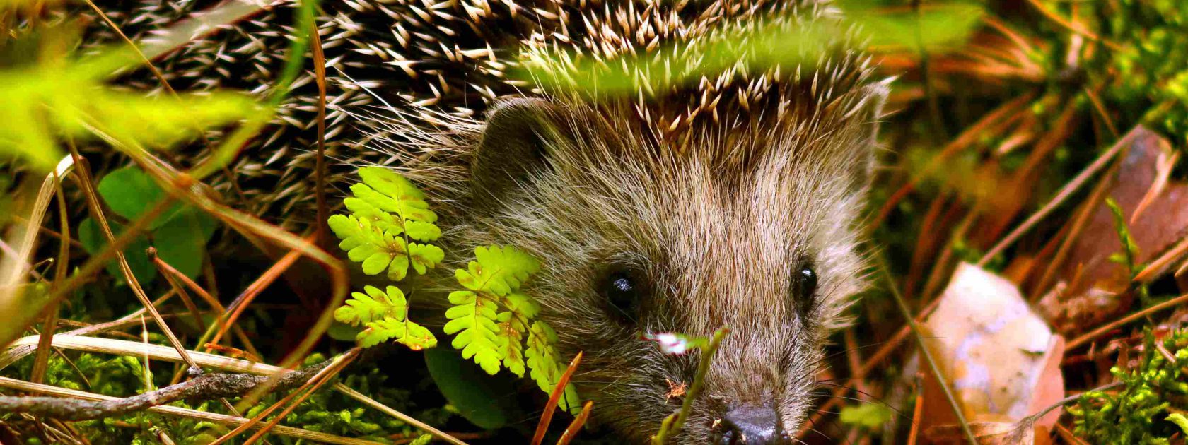 4 Tips To Protect Your Garden From Vermin - Blogging Hub