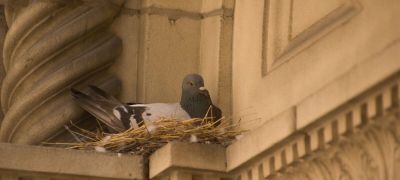 nesting-birds-UK