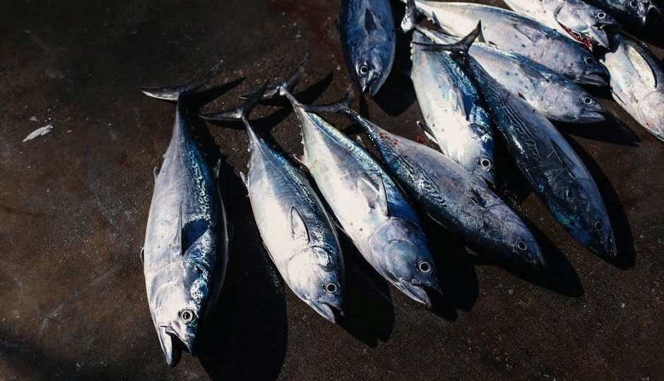 setting up a tuna canning firm