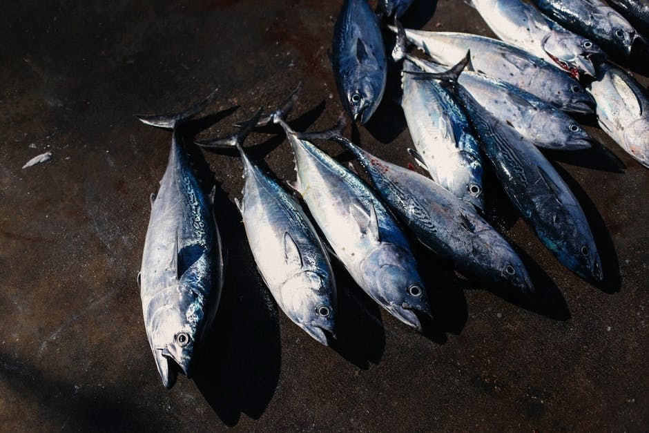 setting up a tuna canning firm