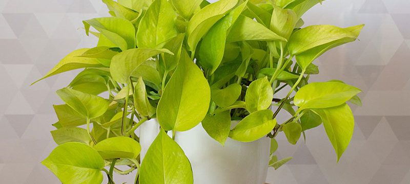 Best Indoor Plant Options