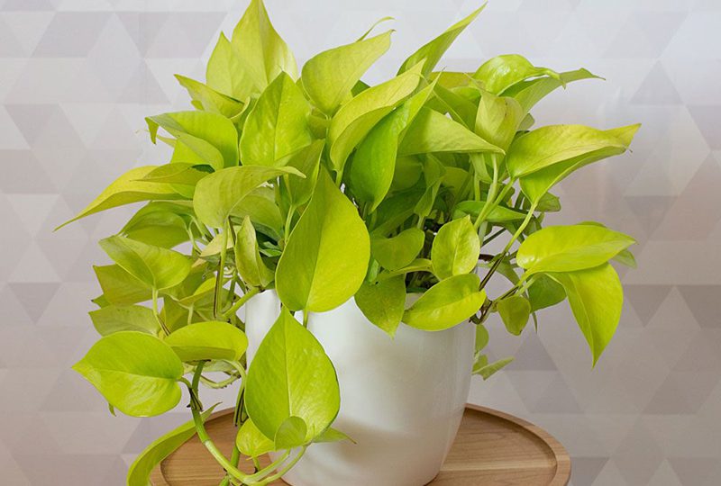 Best Indoor Plant Options