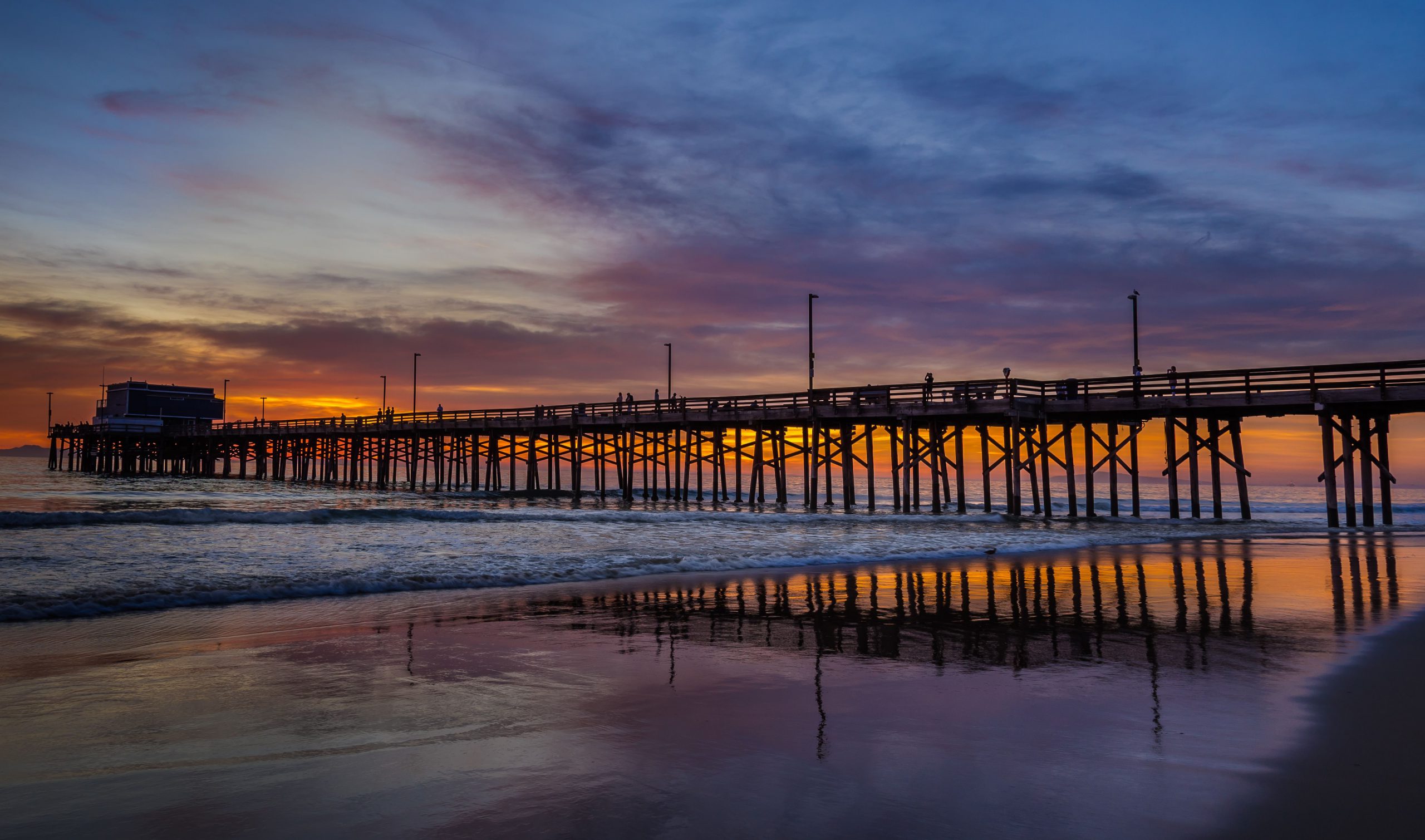 Does Newport Beach Allow Dogs