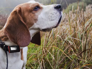 The Pros and Cons to Dog GPS Trackers