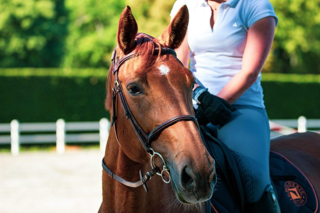 tips to choose the right horse school