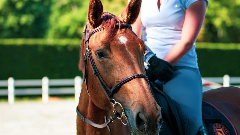 tips to choose the right horse school