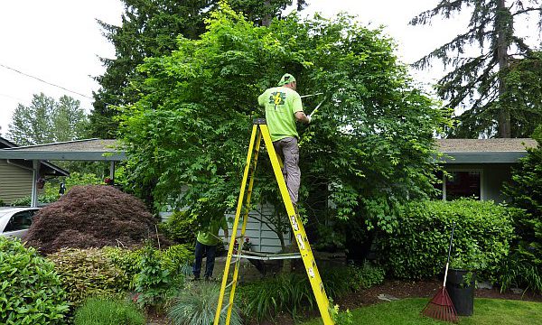 Tips to Find the Best Tree Trimming Services