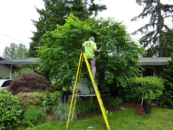 Tips to Find the Best Tree Trimming Services