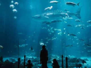 tips on how to find sea aquarium