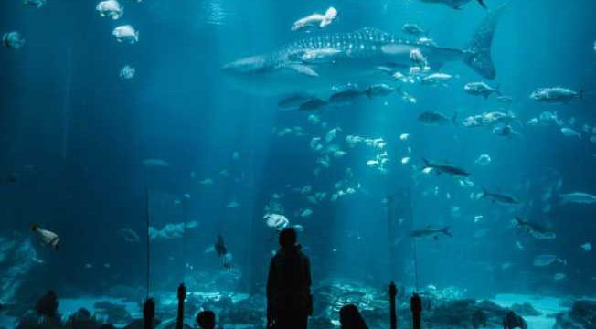 tips on how to find sea aquarium